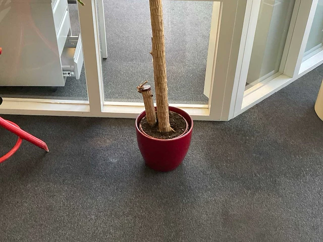Plant met pot - afbeelding 3 van  3