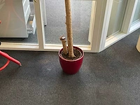 Plant met pot - afbeelding 3 van  3