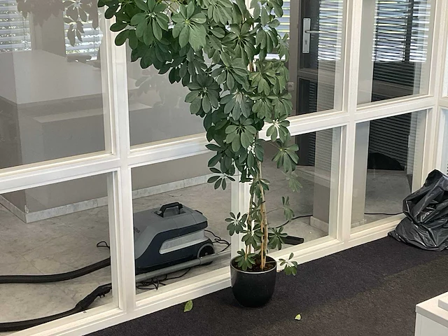 Plant met pot - afbeelding 3 van  3