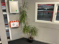Plant met pot - afbeelding 1 van  2