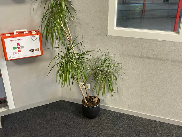 Plant met pot - afbeelding 2 van  2