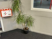 Plant met pot - afbeelding 2 van  2