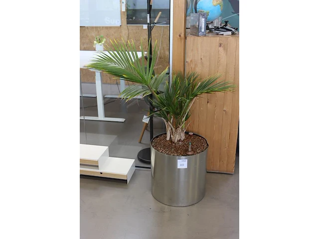 Plant op hydrocultuur hoogte ca. 120 cm. - afbeelding 2 van  2