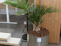 Plant op hydrocultuur hoogte ca. 120 cm. - afbeelding 2 van  2