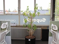 Plant op hydrocultuur. hoogte ca. 190 cm. - afbeelding 1 van  2
