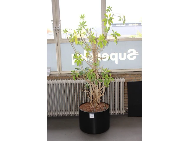 Plant op hydrocultuur. hoogte ca. 190 cm. - afbeelding 2 van  2