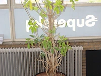 Plant op hydrocultuur. hoogte ca. 190 cm. - afbeelding 2 van  2