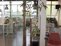 Plant op hydrocultuur. hoogte ca. 190 cm. - afbeelding 1 van  2