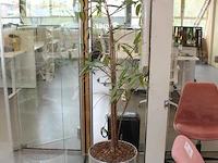 Plant op hydrocultuur. hoogte ca. 190 cm. - afbeelding 2 van  2