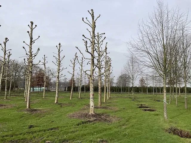 Plantaan - afbeelding 1 van  5