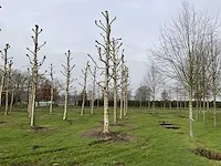 Plantaan