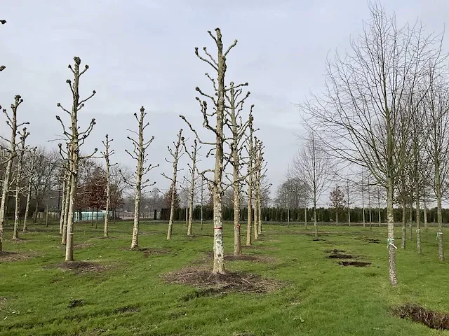 Plantaan - afbeelding 2 van  5
