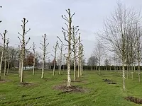 Plantaan - afbeelding 2 van  5