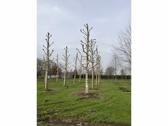 Plantaan - afbeelding 3 van  5