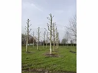 Plantaan - afbeelding 3 van  5