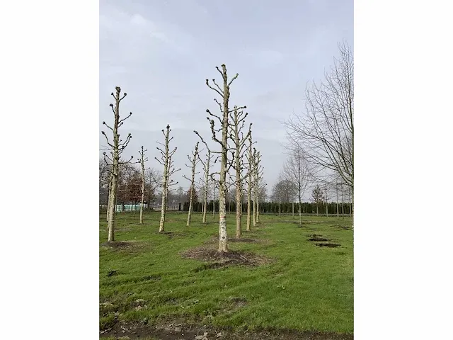 Plantaan - afbeelding 4 van  5