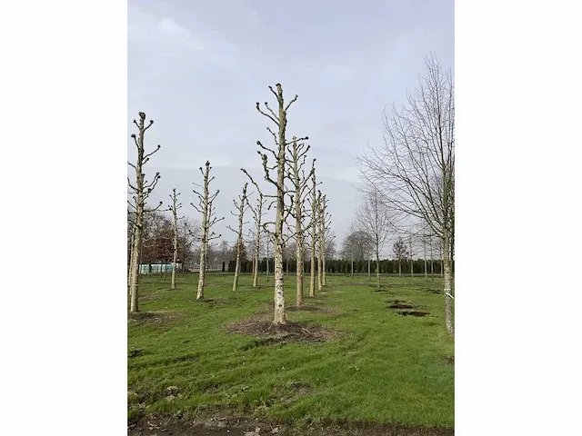 Plantaan - afbeelding 5 van  5
