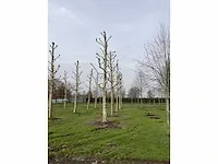 Plantaan - afbeelding 5 van  5
