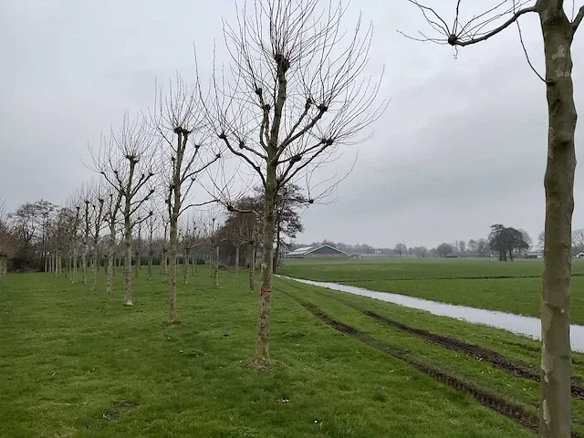 Plantanen (12x) - afbeelding 1 van  5