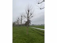 Plantanen (12x) - afbeelding 2 van  5