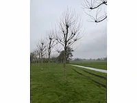 Plantanen (12x) - afbeelding 3 van  5