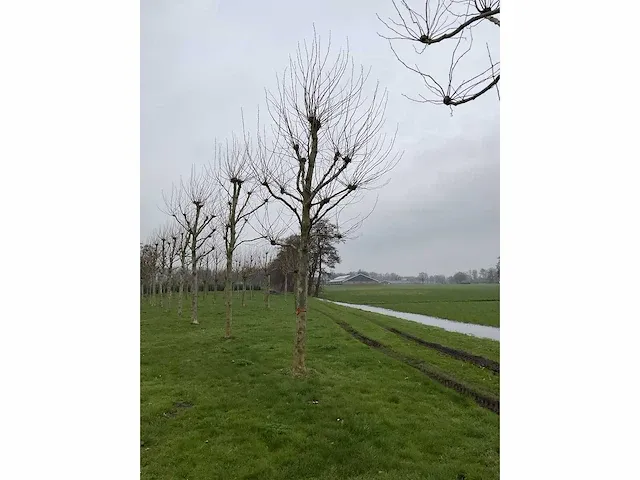 Plantanen (12x) - afbeelding 4 van  5