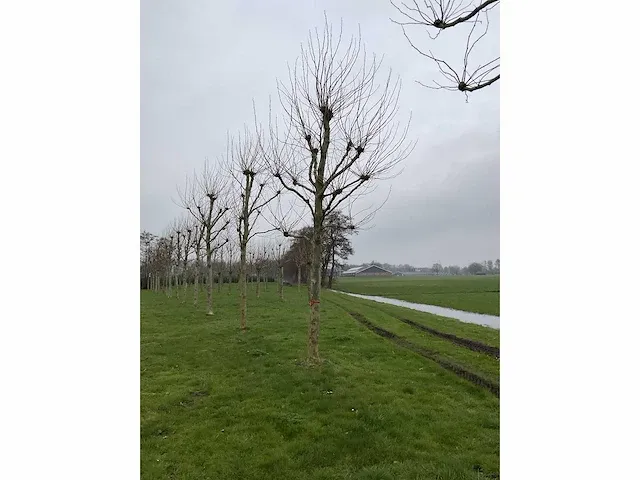Plantanen (12x) - afbeelding 5 van  5