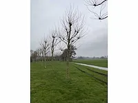 Plantanen (12x) - afbeelding 5 van  5