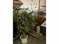 Planten in pot (3x) - afbeelding 1 van  4