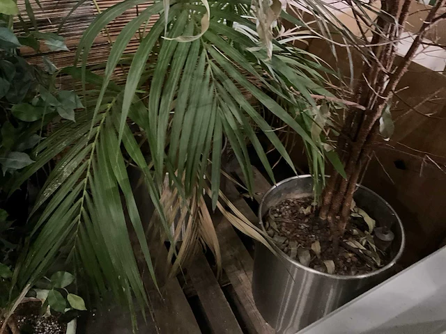 Planten in pot (3x) - afbeelding 3 van  4