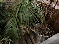 Planten in pot (3x) - afbeelding 3 van  4