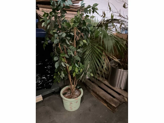 Planten in pot (3x) - afbeelding 4 van  4