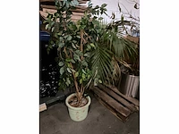 Planten in pot (3x) - afbeelding 4 van  4