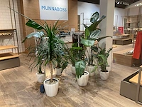 Planten met kunststof pot