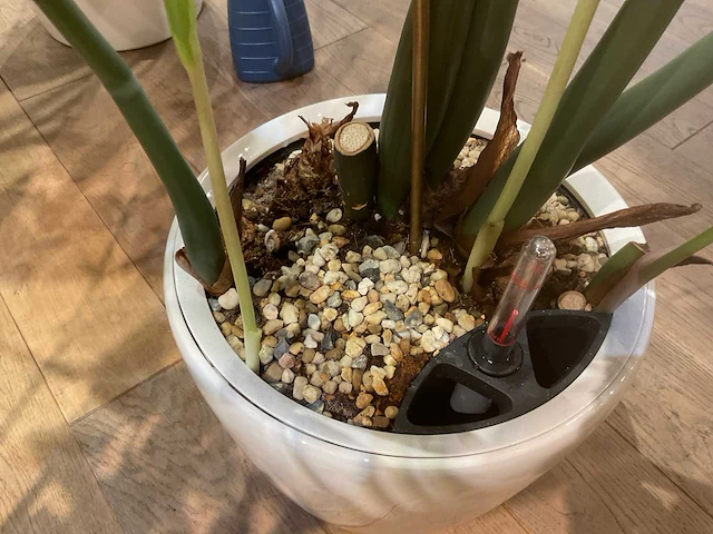 Planten met kunststof pot - afbeelding 3 van  4