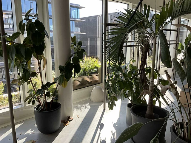 Planten met pot (20x) - afbeelding 1 van  7