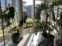 Planten met pot (20x) - afbeelding 1 van  7