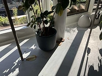 Planten met pot (20x) - afbeelding 2 van  7