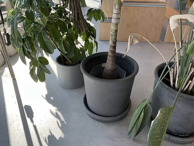 Planten met pot (20x) - afbeelding 3 van  7