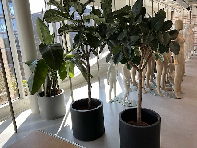 Planten met pot (20x) - afbeelding 5 van  7