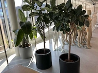 Planten met pot (20x) - afbeelding 5 van  7