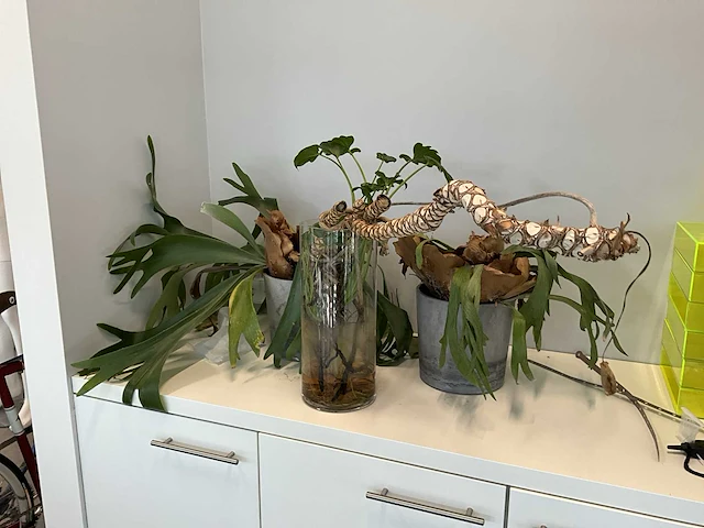 Planten met pot (20x) - afbeelding 6 van  7