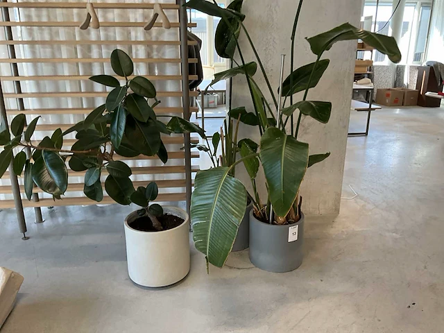 Planten met pot (20x) - afbeelding 7 van  7