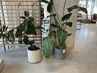 Planten met pot (20x) - afbeelding 7 van  7