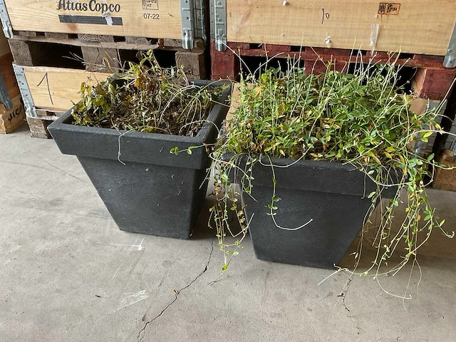 Planten met pot (2x) - afbeelding 1 van  1