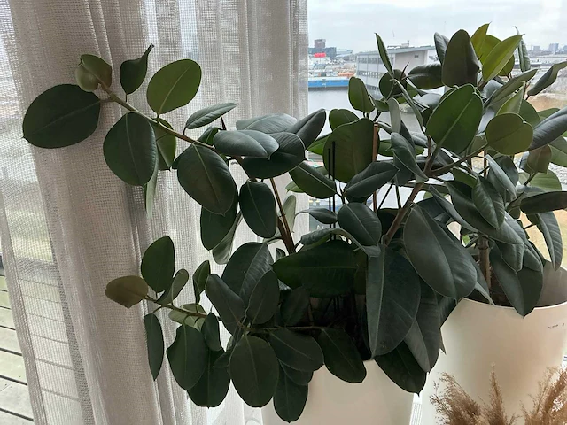 Planten met pot (4x) - afbeelding 2 van  5
