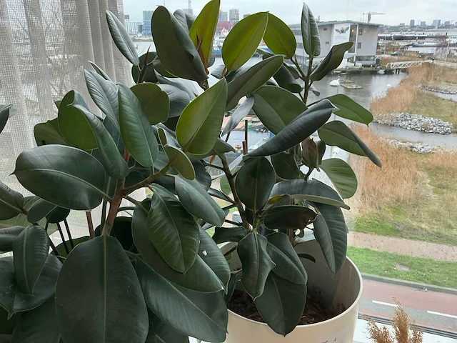 Planten met pot (4x) - afbeelding 3 van  5