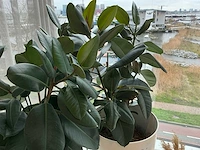 Planten met pot (4x) - afbeelding 3 van  5
