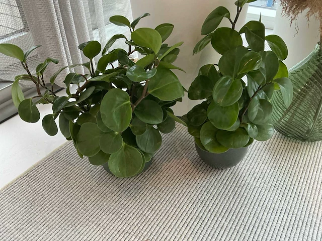 Planten met pot (4x) - afbeelding 5 van  5