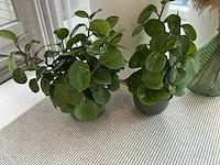 Planten met pot (4x) - afbeelding 5 van  5